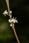 Florida beargrass